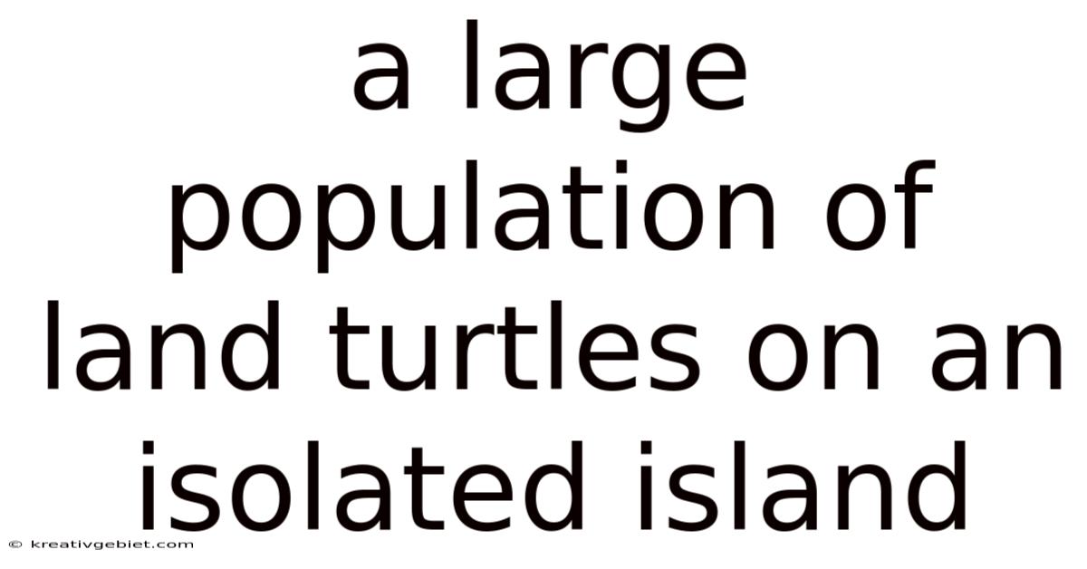 A Large Population Of Land Turtles On An Isolated Island