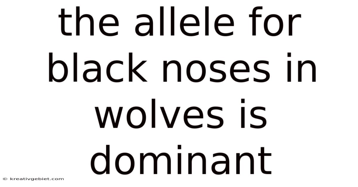 The Allele For Black Noses In Wolves Is Dominant