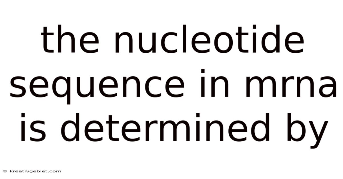The Nucleotide Sequence In Mrna Is Determined By