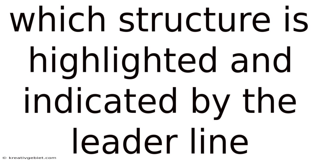 Which Structure Is Highlighted And Indicated By The Leader Line